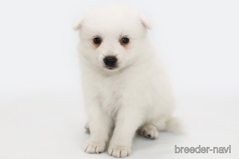 成約済の神奈川県の日本スピッツ-315949の1枚目